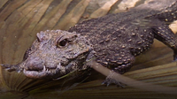 These Dwarf Crocodiles May Look Bite-Sized, But They Definitely BITE