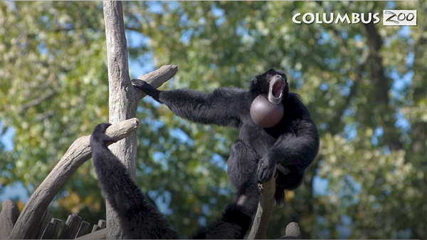 Columbus Zoo Qs: Why Do Gibbons Sing?