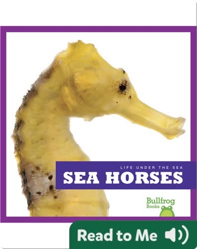 Life Under The Sea: Sea Horses