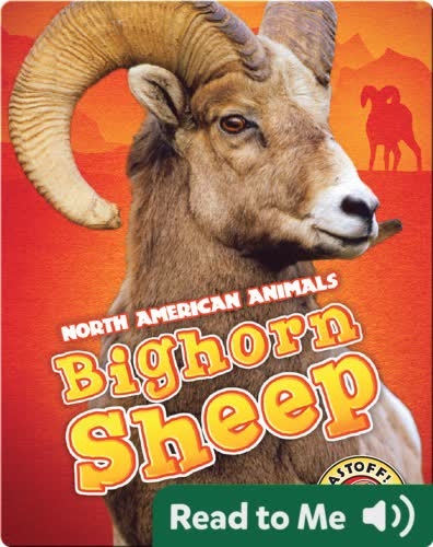 North American Animals: Bighorn Sheep