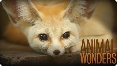 Fox as a Pet?