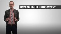How Do Taste Buds Work?