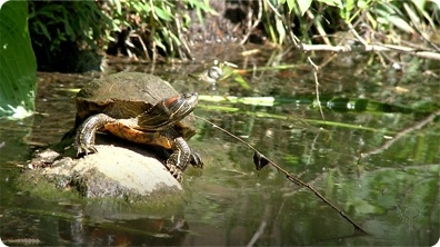 Turtles