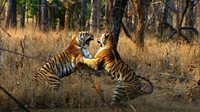 Tiger Cub's First Prey (Tiger - Spy in the Jungle)