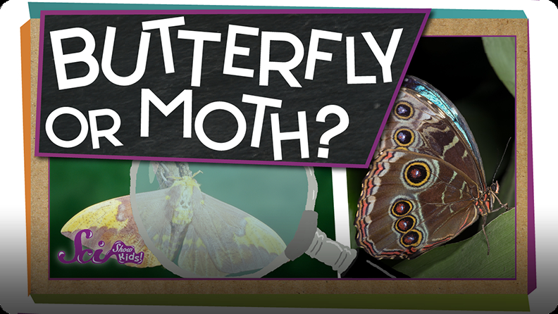 SciShow Kids: How Can You Tell a Butterfly From a Moth? Video