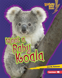 Meet a Baby Koala