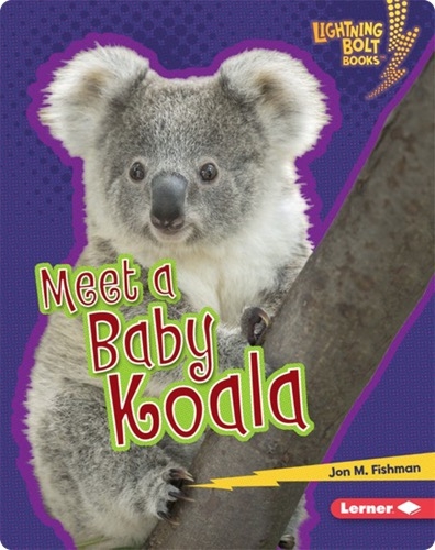 Meet a Baby Koala