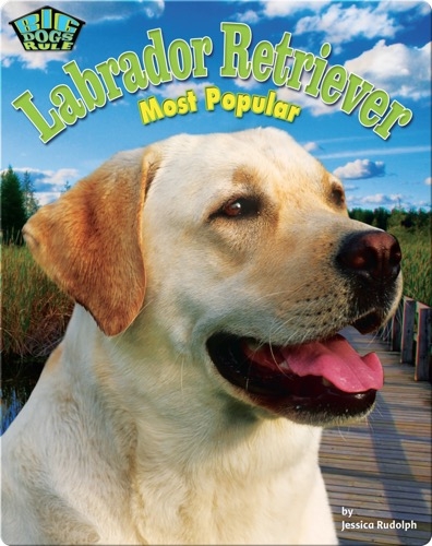 Labrador Retriever: Most Popular