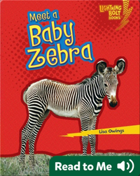 Meet a Baby Zebra