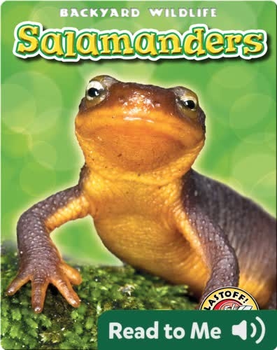 Salamanders: Backyard Wildlife