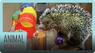 Porcupine Does an Obstacle Course!
