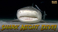 Jonathan Bird's Blue World: Night Diving with Sharks!