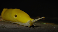 How Banana Slugs Help Forests to Grow