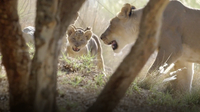 These Lion Cubs Make Big Debut at San Diego Zoo