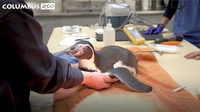 Penguin Checkup