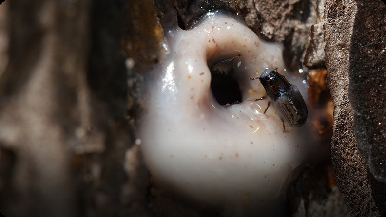 Deep Look: It’s a Goopy Mess When Pines and Beetles Duke it Out Video ...
