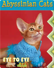 Eye To Eye With Cats: Abyssinian Cats