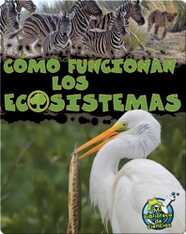 Cómo Funcionan Los Ecosistemas