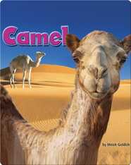 Camel