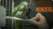 The Truth About Chopsticks the Quaker Parrot