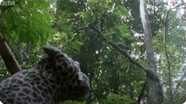 Leopard Monkey Alert! - Attenborough: The Life of Mammals