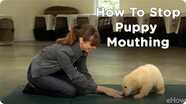 Puppy Mouthing (Training Basics) | Teacher's Pet With Victoria Stilwell