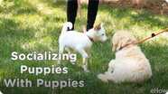 Socializing a Puppy 1: Meeting Other Pups | Teacher's Pet With Victoria Stilwell