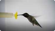 What Happens When You Put a Hummingbird in a Wind Tunnel?