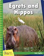 Egrets and Hippos