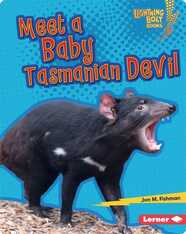 Meet a Baby Tasmanian Devil