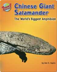 Chinese Giant Salamander: The World's Biggest Amphibian