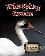 Whooping Cranes