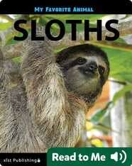 My Favorite Animal: Sloths