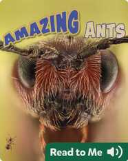 Amazing Ants