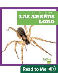 Las arañas lobo