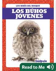 Los búhos jóvenes