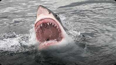 This Is One Of The Biggest Misconceptions About Sharks book