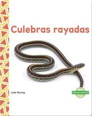 Culebras rayadas