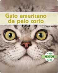 Gato americano de pelo corto