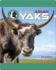 All About Asian Yaks