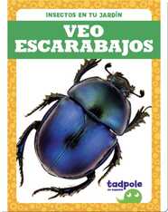 Insectos en tu jardín: Veo escarabajos