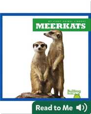 My First Animal Library: Meerkats