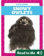 Polar Babies: Snowy Owlets