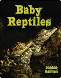 Baby Reptiles book