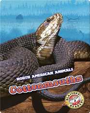 Cottonmouths
