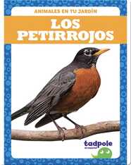 Los petirrojos