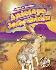 Animals of the Desert: Antelope Jackrabbits