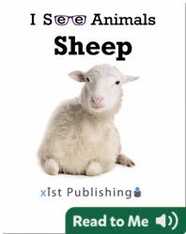 I See Animals: Sheep