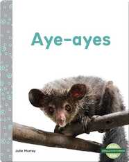 Animales nocturnos: Aye-Ayes