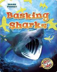 Shark Frenzy: Basking Sharks